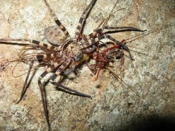 Whip Spider, Cave, Belize. Фрина, пещера, Белиз (456sp) YouTube