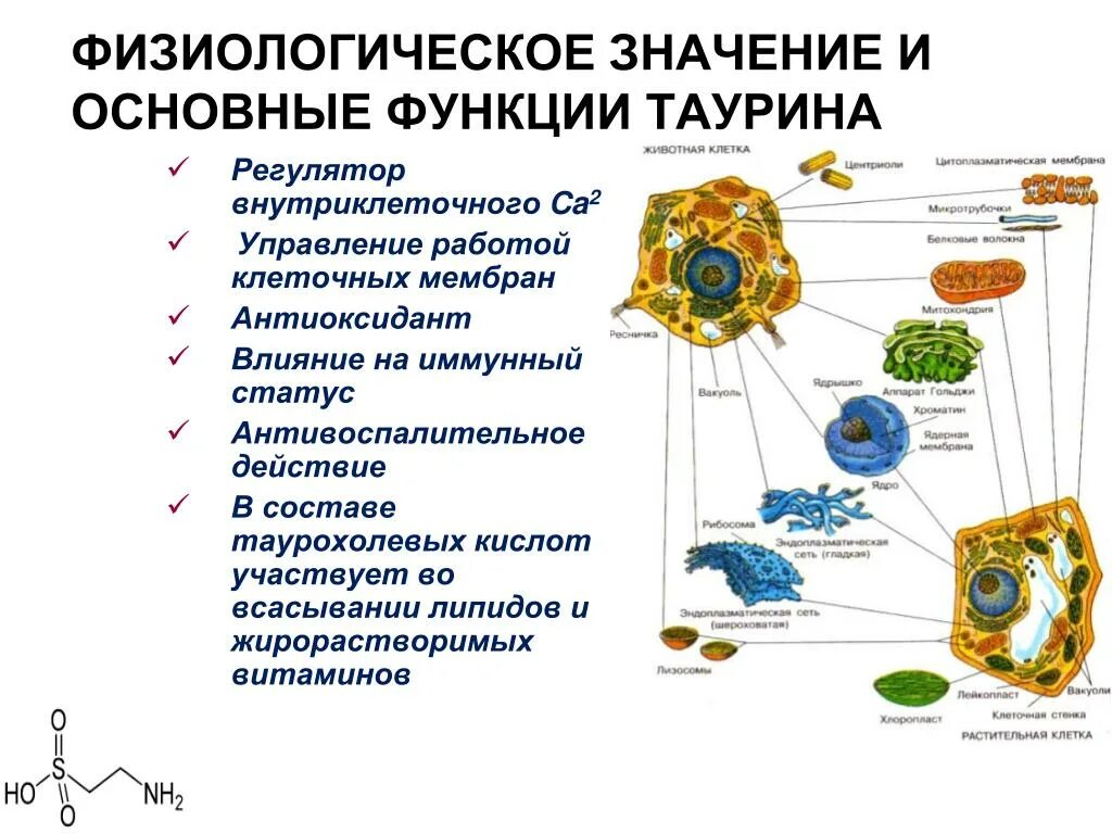 Таурин содержание. Роль таурина в организме человека. источники таурина. продукты содержащие таурин. таурин презентация.