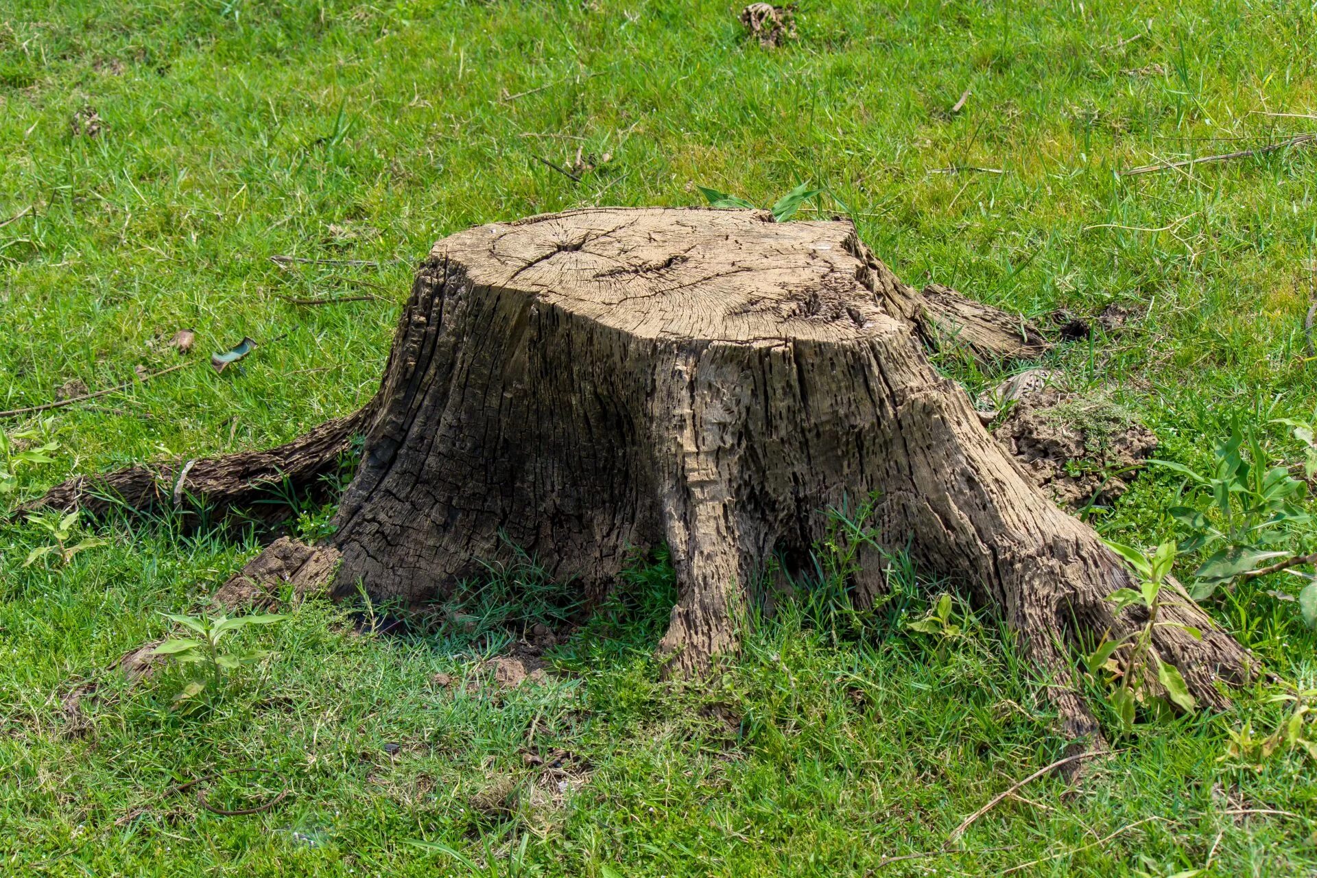 Пень. Пенек дерева. Старый пень. Пеньки в лесу. Object rooted