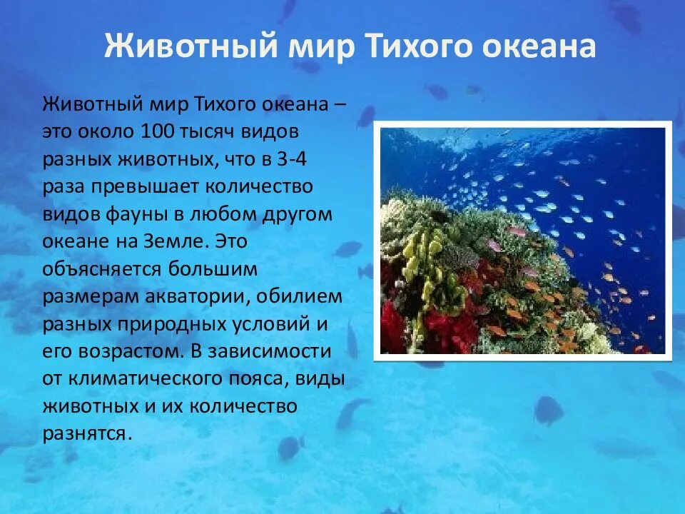 Тихий океан информация. Растительный и животный мир тихого океана. тихий океан животные и растения. описание тихого океана. обитатели тихого океана сообщение.