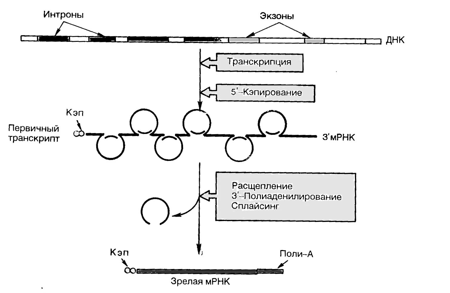 Процессинг МРНК схема. Процессинг ДНК схема. Процессинг Кэпирование. Полиаденилирование РНК схема. Последовательность этапов процессинга