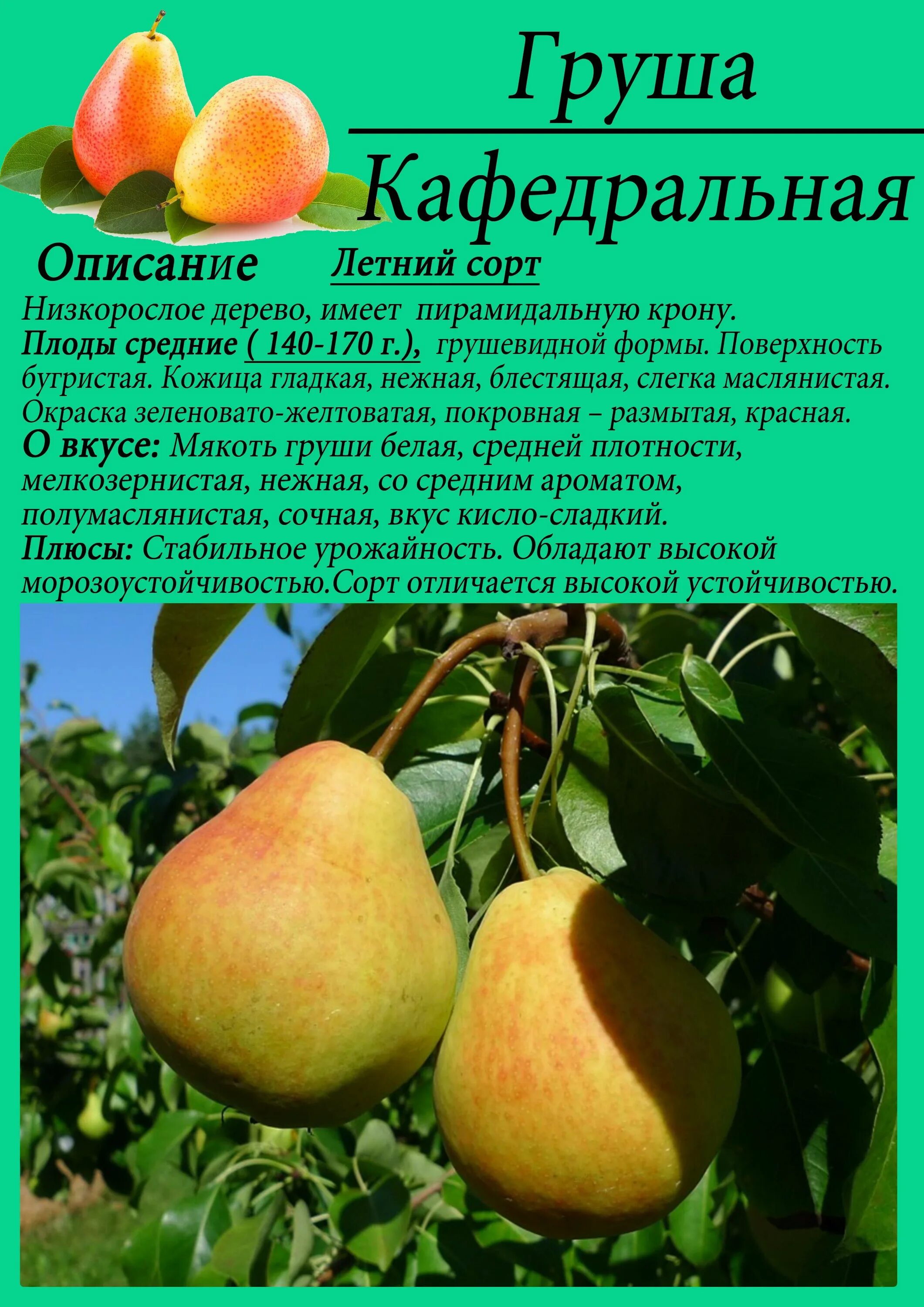 Сорта груш описание фото отзывы. Груша Кафедральная описание. Груша Кафедральная опылители. Груша Кафедральная описание сорта. Груша Кафедральная груша Кафедральная описание сорта.
