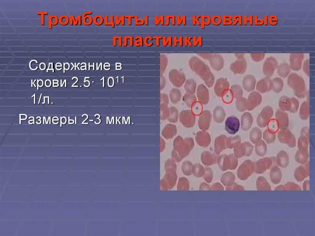 Тромбоциты в 1 л крови. Тромбоциты кровяные пластинки. Тромбоциты в периферической крови. Число тромбоцитов в 1 л крови. Гранулы тромбоцитов содержат