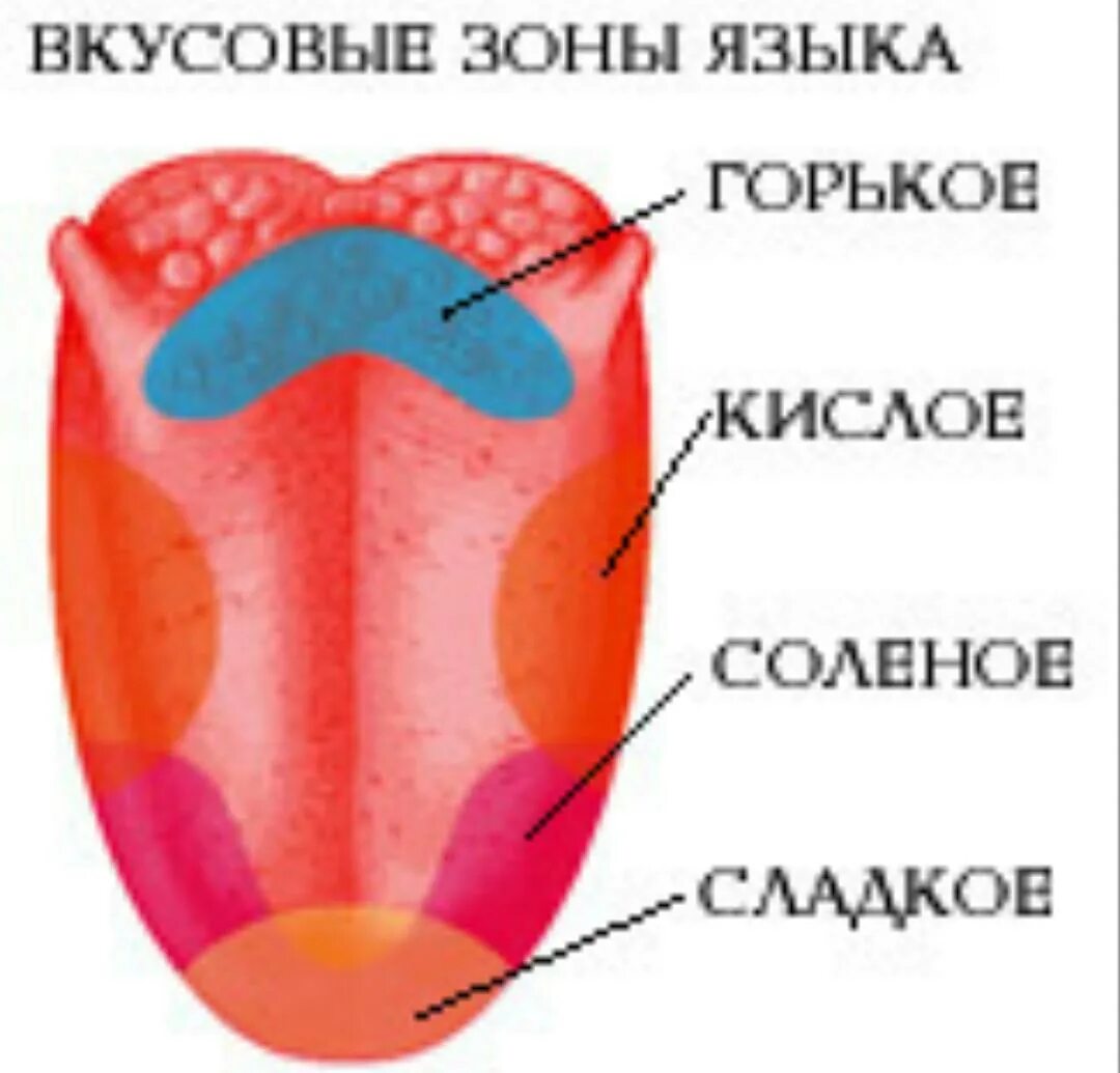 Какой участок языка воспринимает. Рецепторы языка схема вкусовые рецепторы. Строение языка вкусовые рецепторы. Сосочки языка вкусовые рецепторы. Вкусовые рецепторы на языке человека схема.