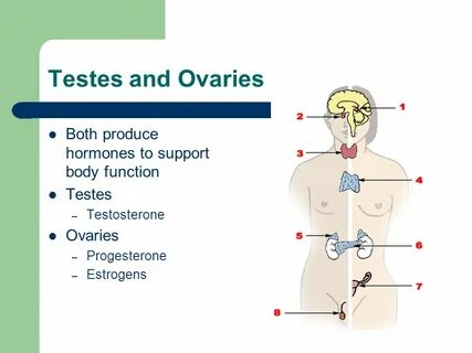Body function