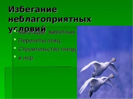 Факторы перелета птиц