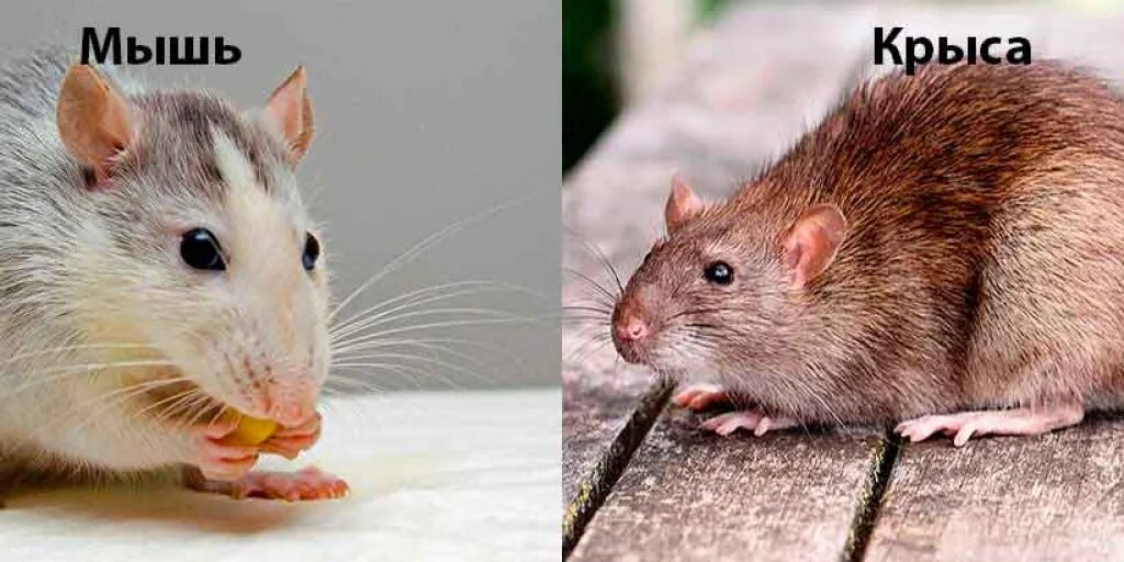 Крыса и мышь отличия. Мышь и крыса разница. Отличие мышонка от крысенка. Отличие мыши от крысы. Как отличить мышь