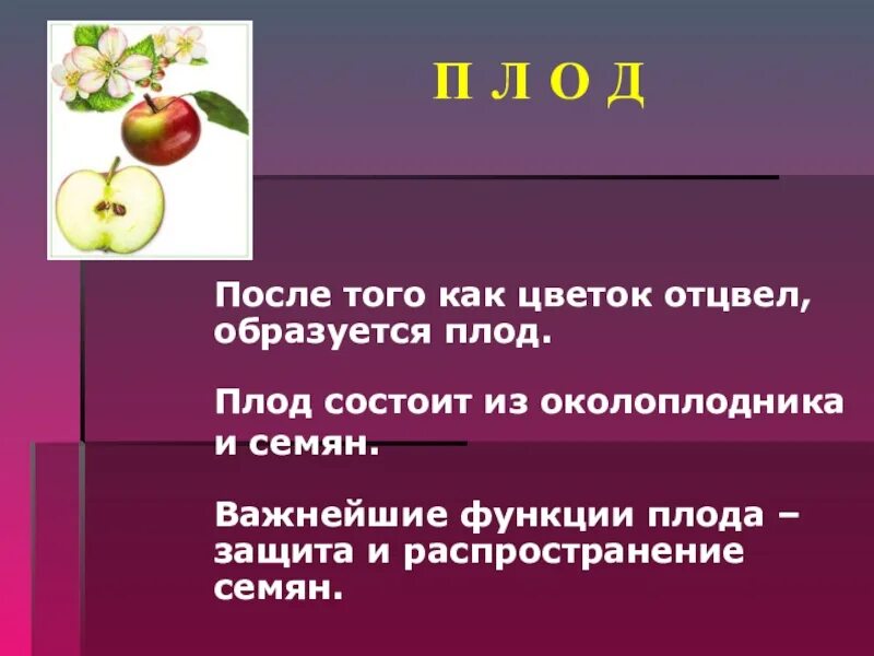 Функции плода у растений. Функции плода с семенами. Важнейшие функции плода. Функции плодов. Функции околоплодника