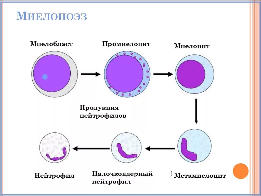 Стадии развития крови. Клетки миелопоэза миелоцит,. Созревание нейтрофилов схема. Схема образования нейтрофилов. Этапы дифференцировки нейтрофилов.