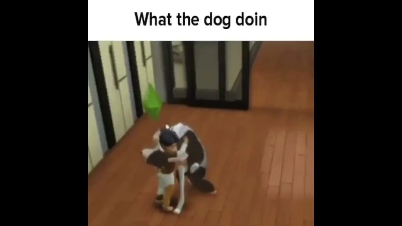 What is the dog doing
