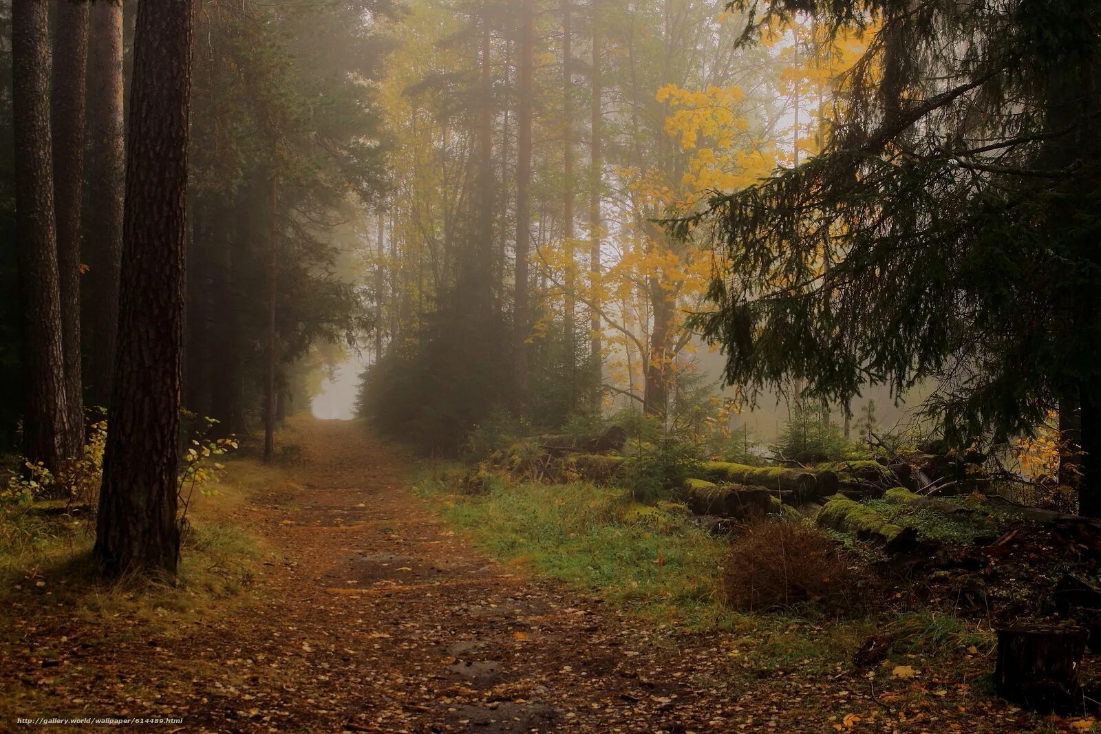 Хомутецкий лес. Еловый бор подлесок. Осенний лес сосновый бор. Едем бором темными лесами. Река тулва осень.