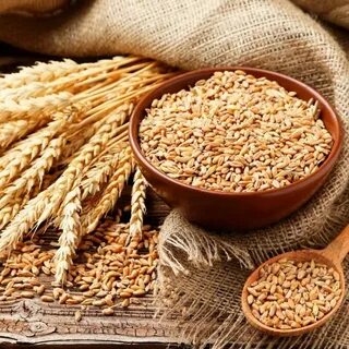 Продам зерно пшеницы