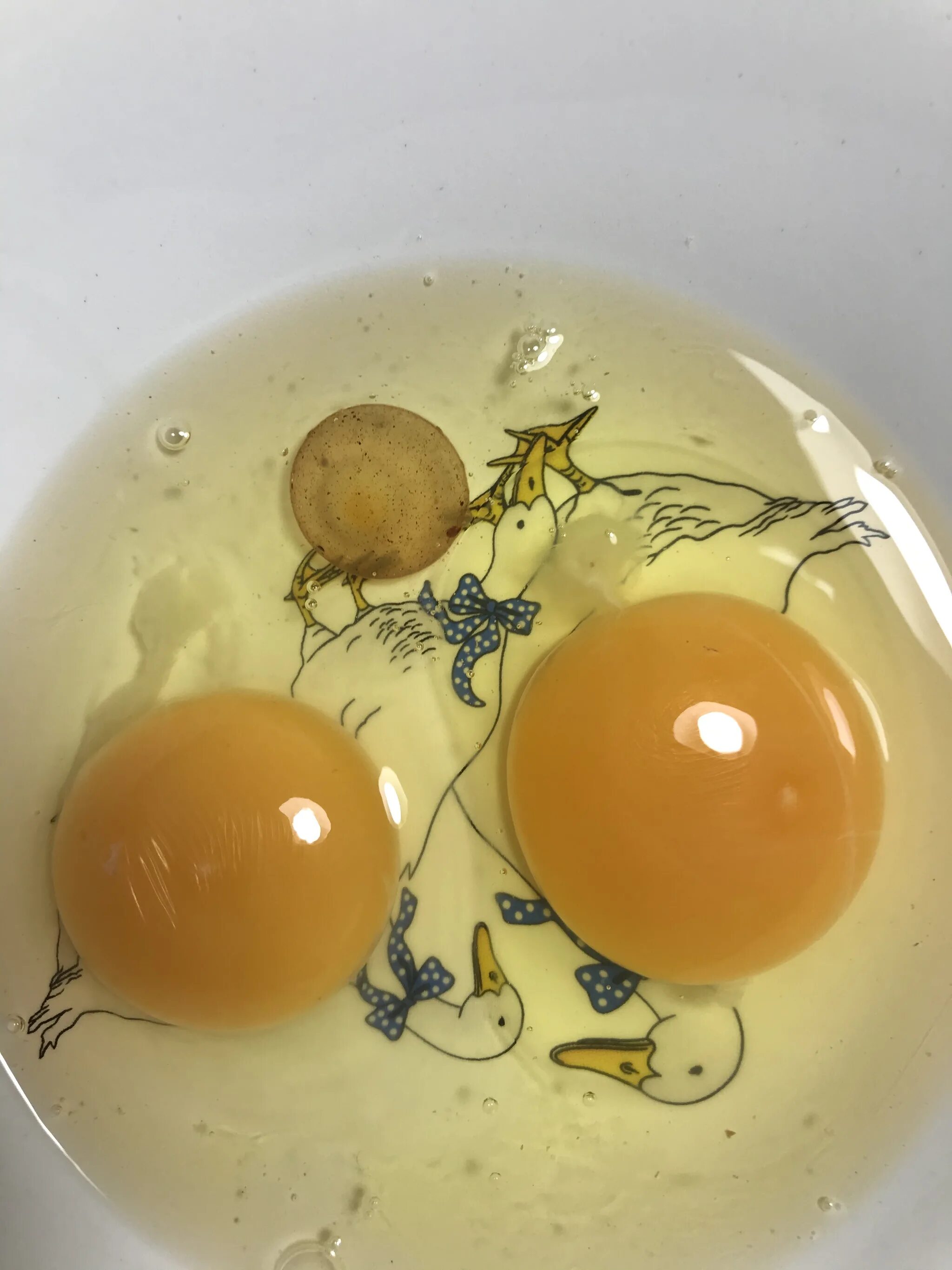 Зеленый желток. Разбитое яйцо. Зародыш в яйце, разбитое яйцо.