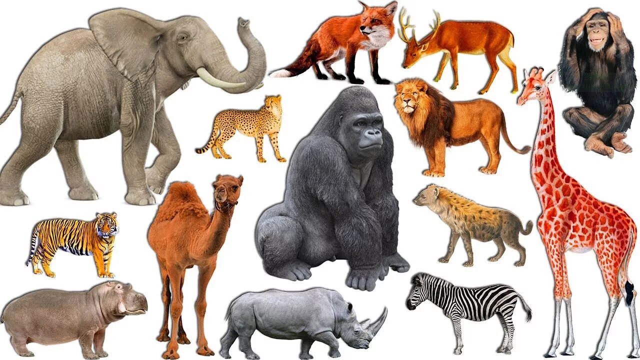 Animals for Kids. Wild animals for Kids. Wild animals learn. Learn Wild animals names.