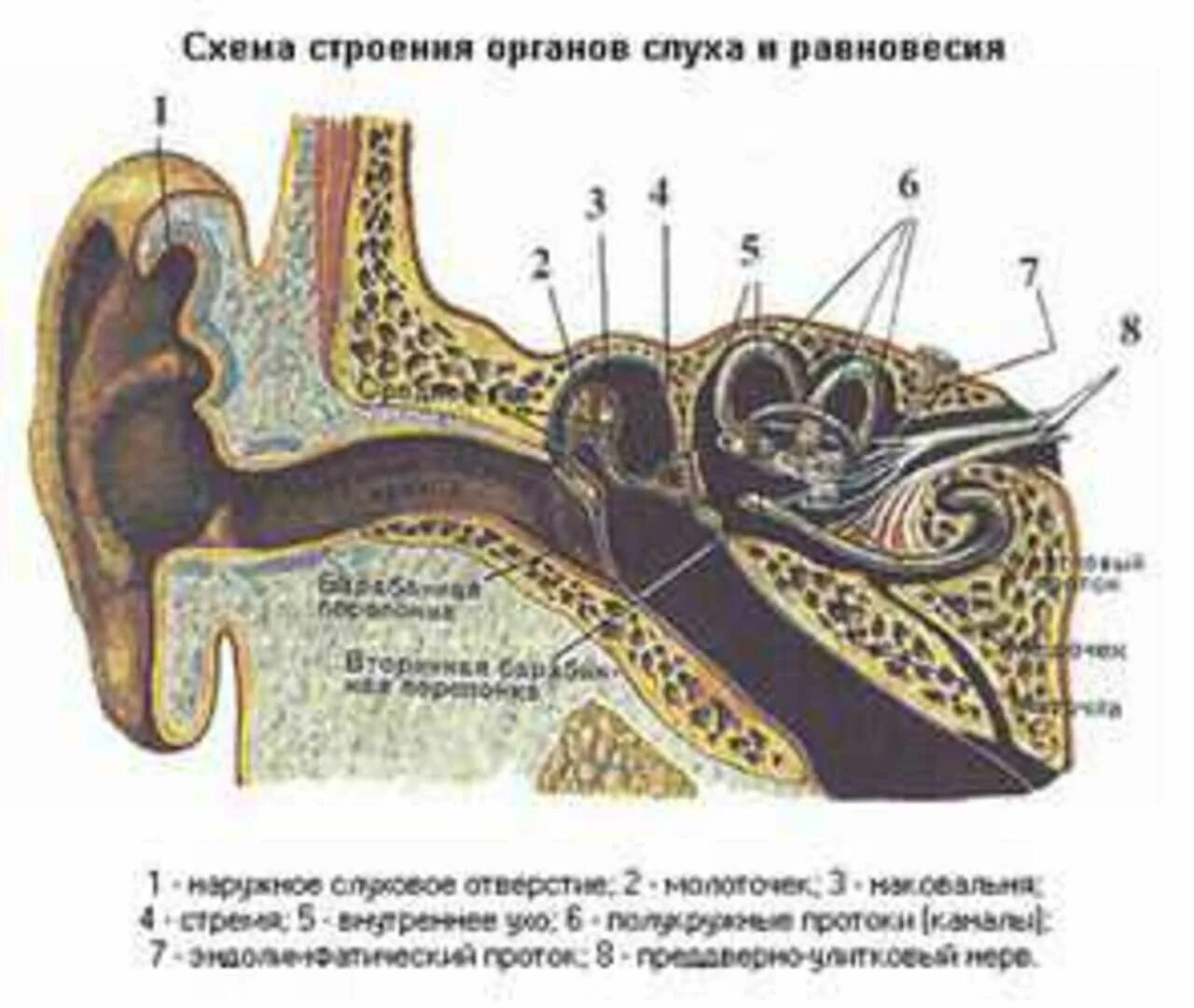 Строение уха человека вестибулярный аппарат. Строение органа слуха и вестибулярного аппарата. Эндолимфатический проток внутреннего уха. Орган слуха и вестибулярный аппарат рисунок. Орган слуха и вестибулярный аппарат