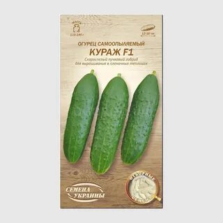 Огурец сорта кураж отзывы