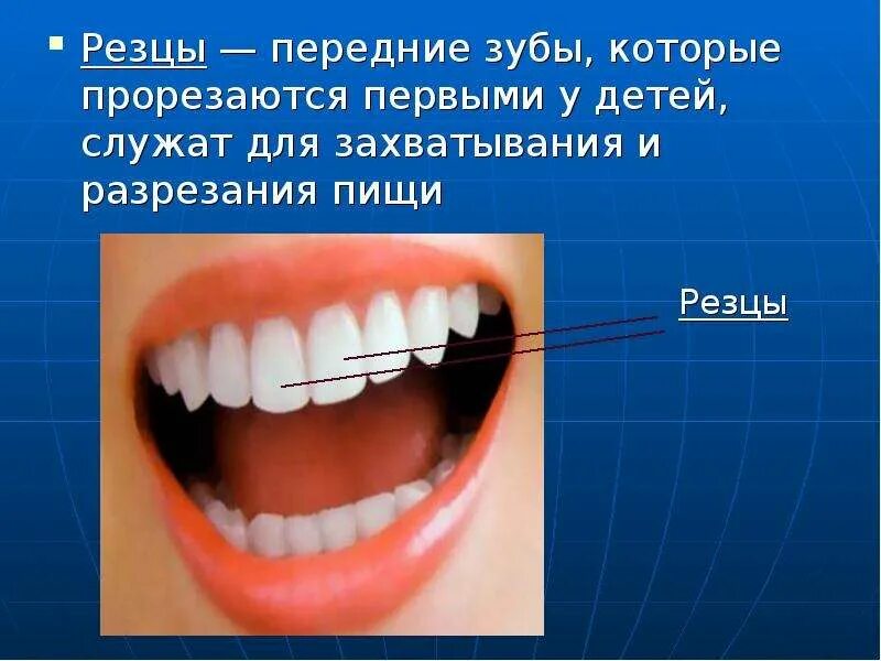 Зубы это