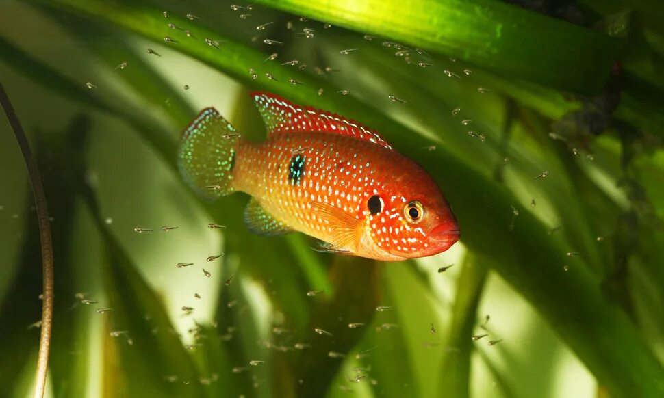 Моллинезия золотой леопард. Рыба нильская тиляпия. Fish breed. Астронотус вуалевый тигровый. Карп роху.