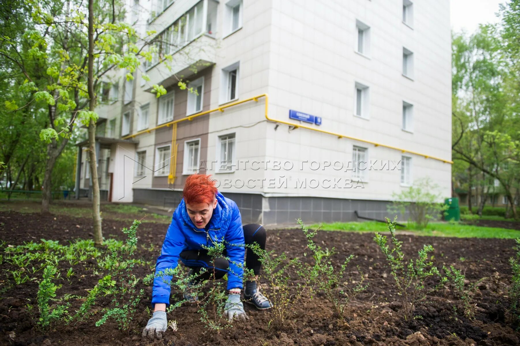 Миллион деревьев москве. Миллион деревьев. акция миллион деревьев.