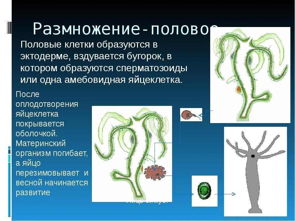 Презентация кишечнополостные 7 класс биология. Оплодотворение у кишечнополостных. три представителя кишечнополостных. тип кишечнополостные их многообразие. кишечнополостные животные значение.