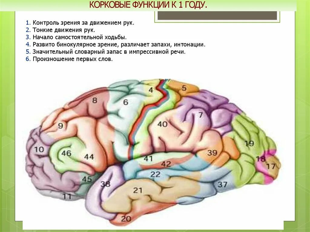 Корковые центры мозга. Корковые центры. Корковые функции. Высшие корковые центры.