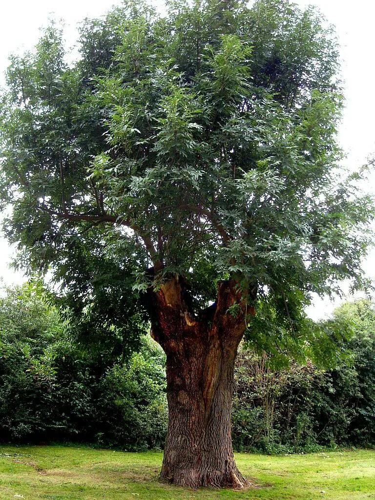 панский дуб белгородская область. ясень дерево крона. дерево рансвива. лимузенский дуб. ясень пенсильванский осенью.