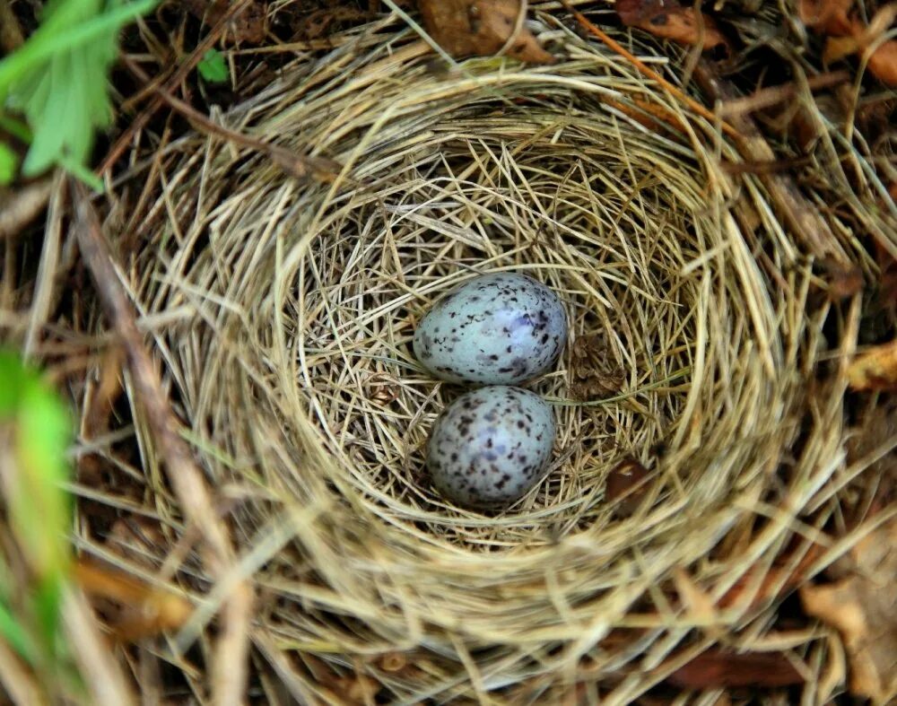 Яйца птиц покрыты. Обыкновенная Каменка гнездо. Гнездо Каменка белохвостая. Чекан полевой гнездо. Сверчок гнездо яйца.