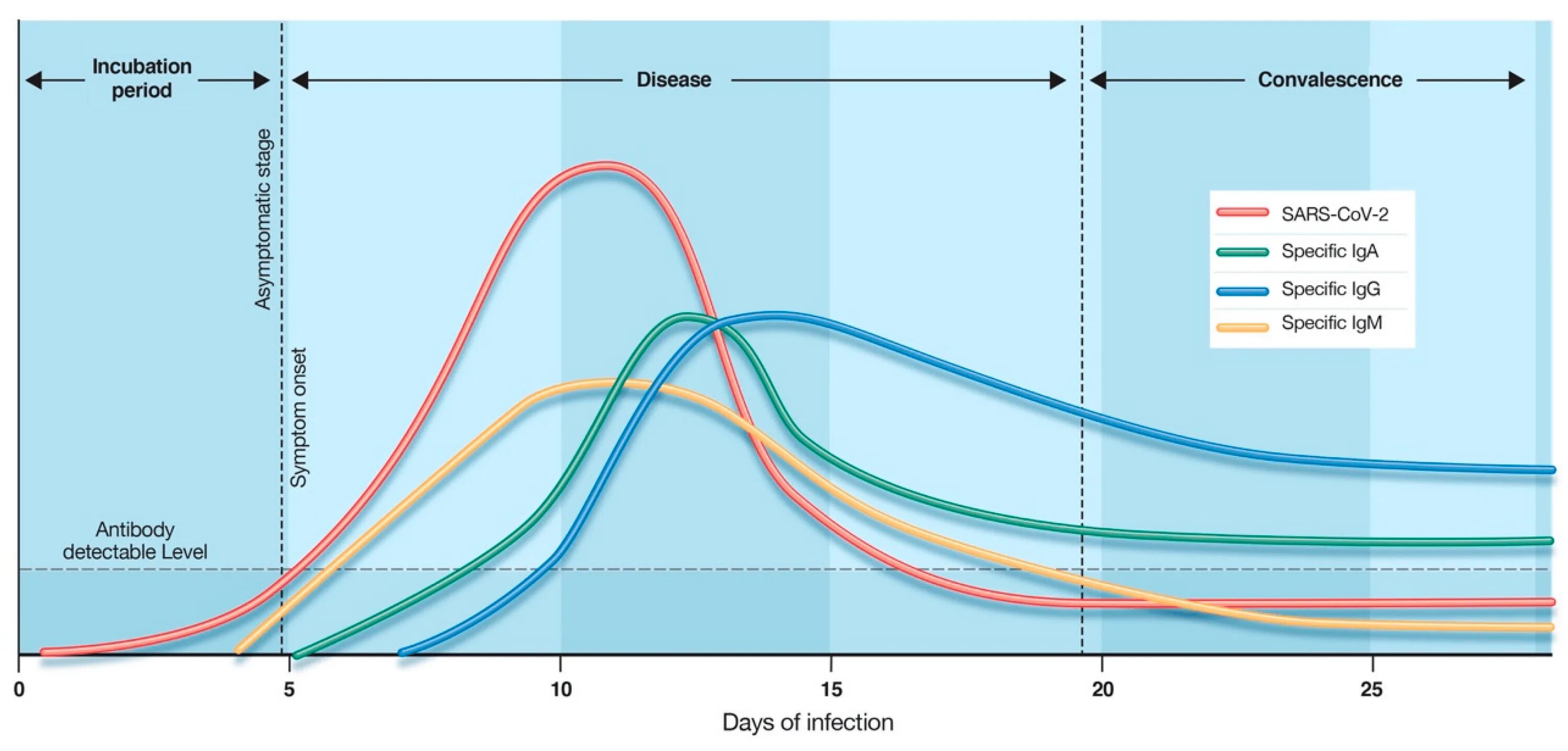 Антитела iga и IGG. IGM антитела. IGM IGG график. График выработки антител к коронавирусу.