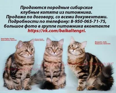Что значит клубный