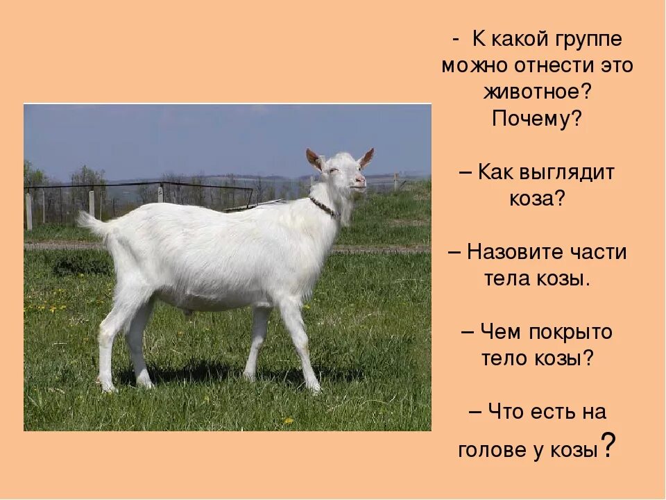 Уэссан овцы. Имя для ягненка. Имя для ягненка. Клички для овец. Маленький барашек.