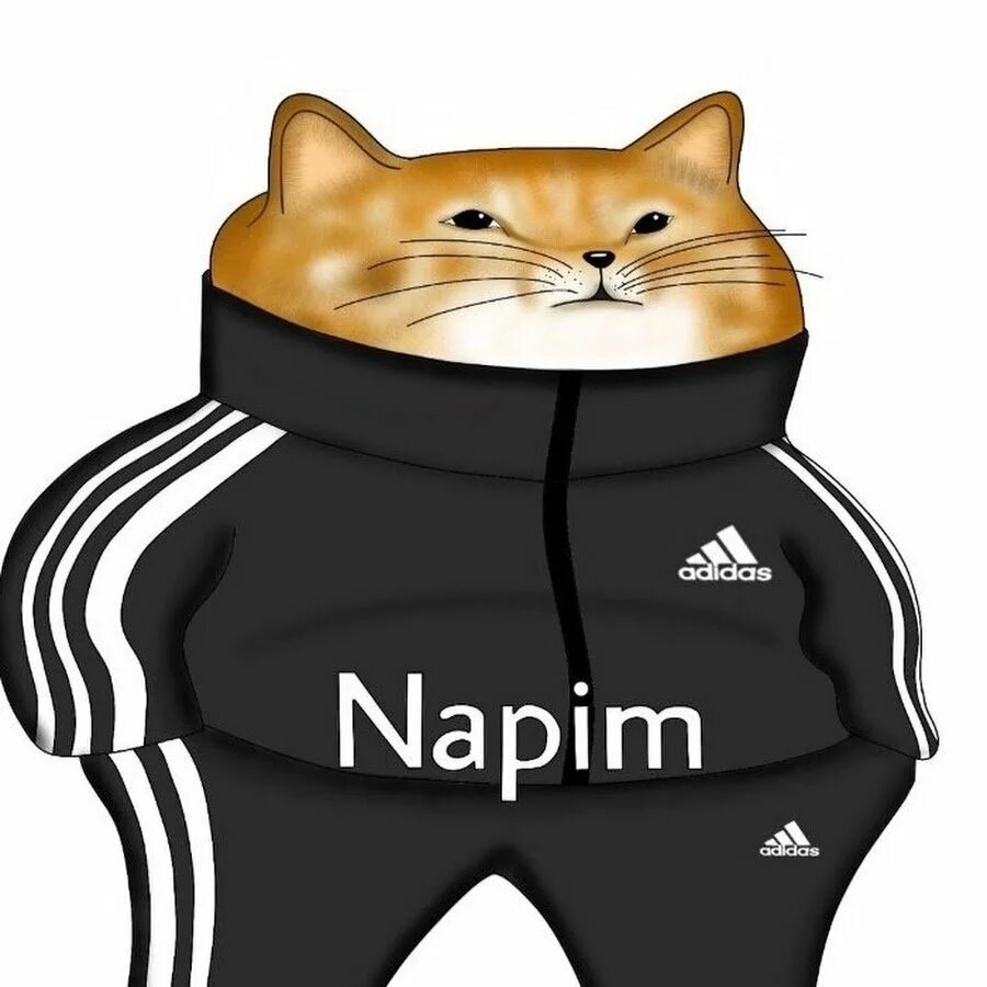 Коты в толстовках. Кот в адидасе для авы. Кот в костюме адидас. Коты гопники. Кот в костюме адидас.