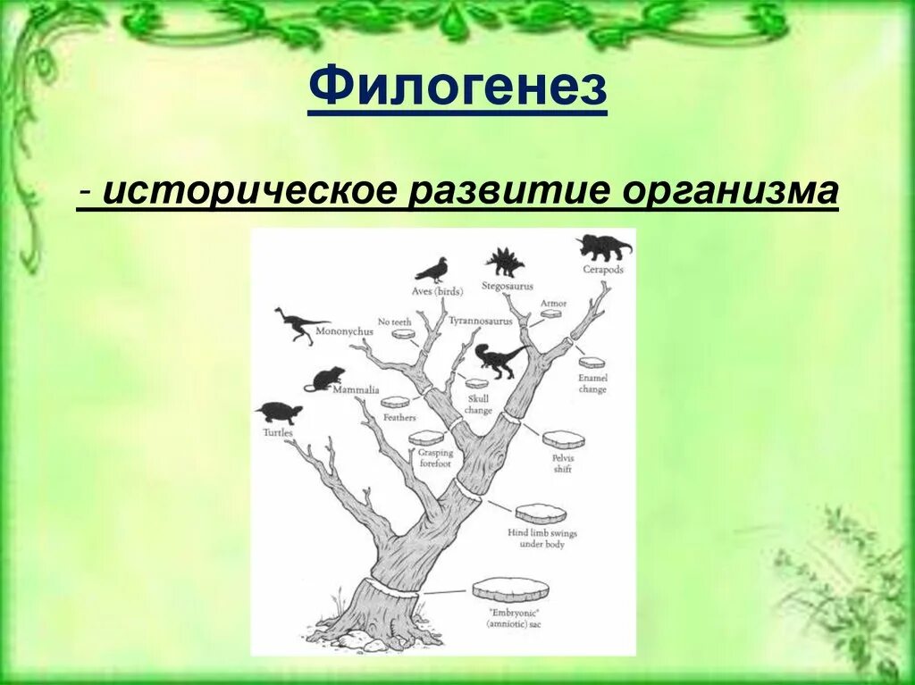 Филогенез. Филогенез историческое развитие. Филогенез это в биологии. Филогенез - историческое развитие организма.