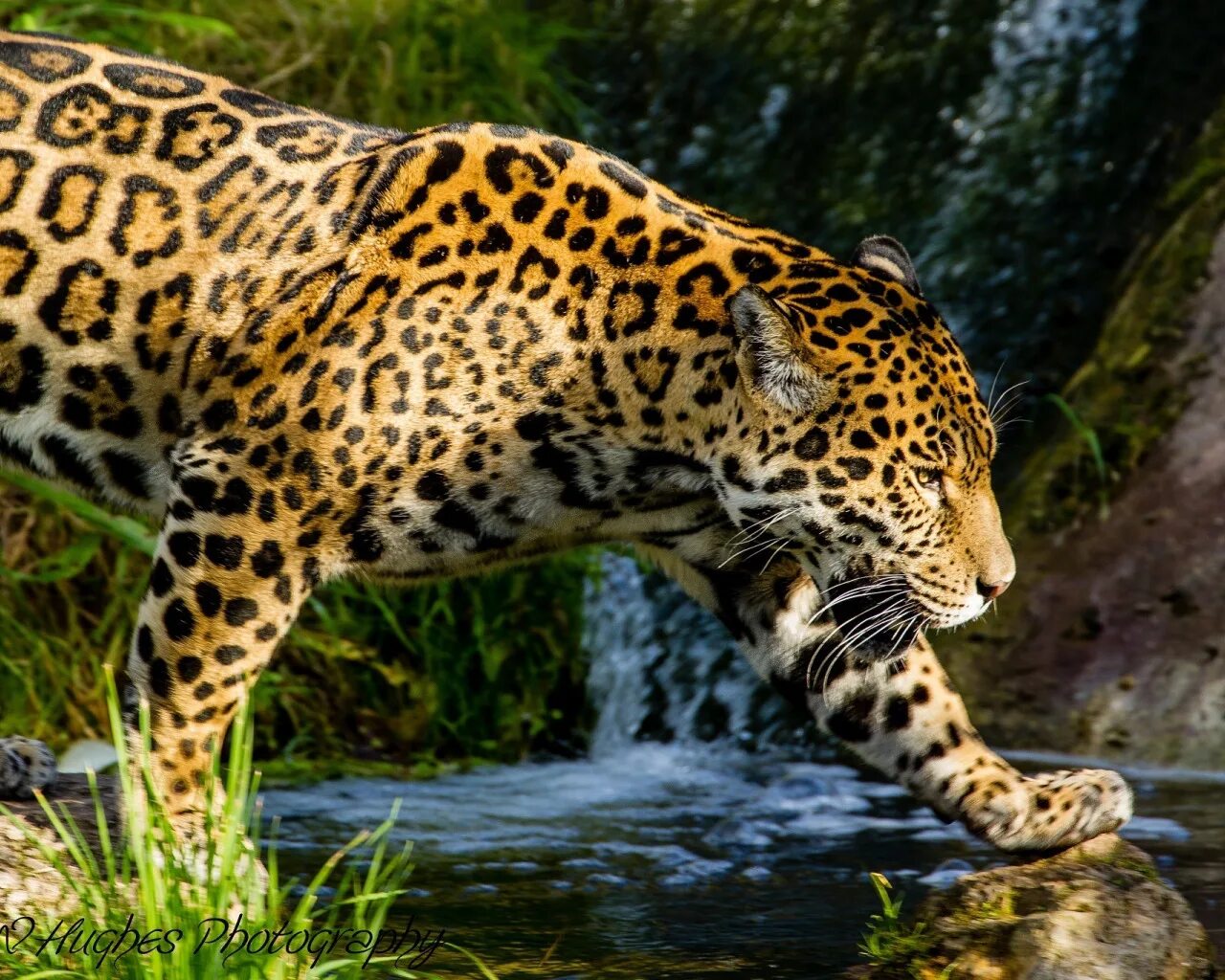 Перуанский Ягуар. Ягуар животное. Ягуар в сельве. Ягуар хищник.