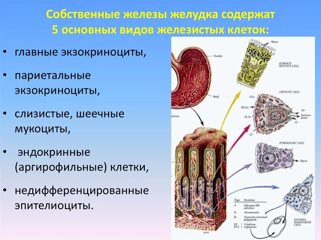 Клетки собственных желез желудка гистология. Фундальные железы желудка клетки. Строение желез желудка гистология. Главные клетки фундальных желез желудка. Слизистые клетки вырабатывают