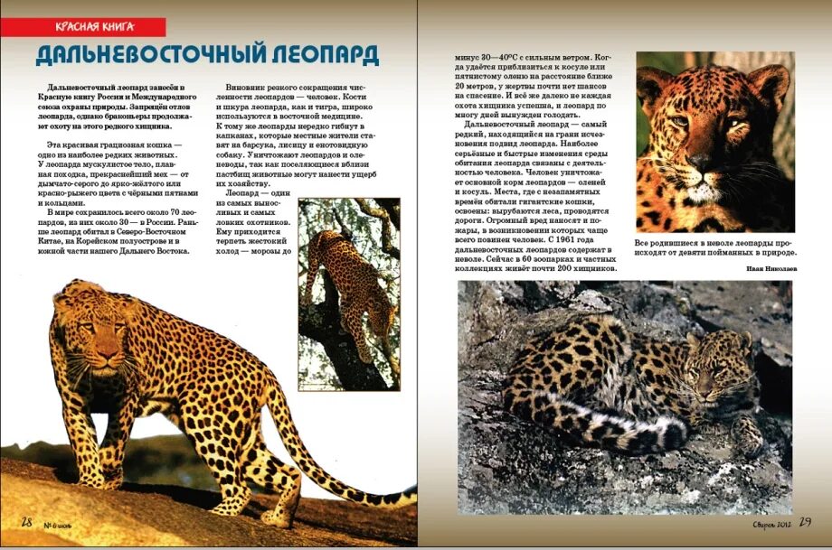 Леопард в джунглях. Описание леопарда на английском. Про леопарда на английском. Про леопарда на английском. Загадка про леопарда.