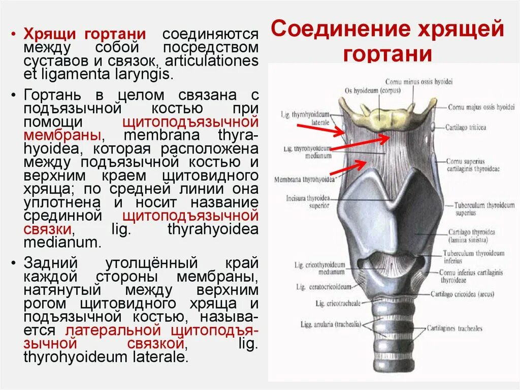 Укажите хрящи гортани. Хрящи гортани. Верхний Рог щитовидного хряща. Верхний край щитовидного хряща. Нижний Рог щитовидного хряща.