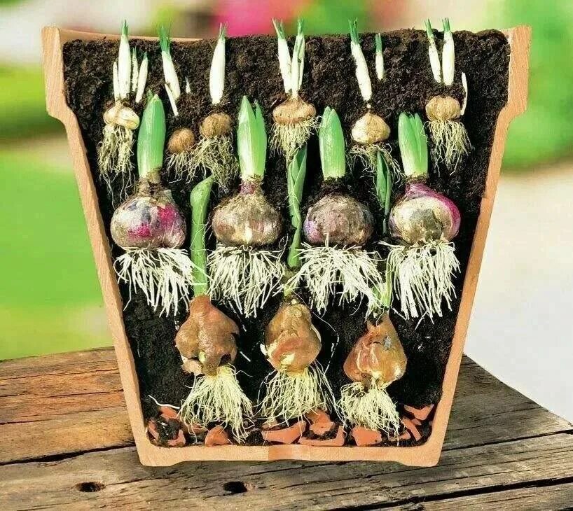 Надо ли выкапывать гиацинты. Гладиолусы луковицы проращивать. Цветочная луковица. Рассада тюльпанов. Посадка луковичных в горшки.