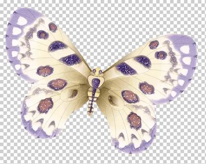 Papillon бабочка