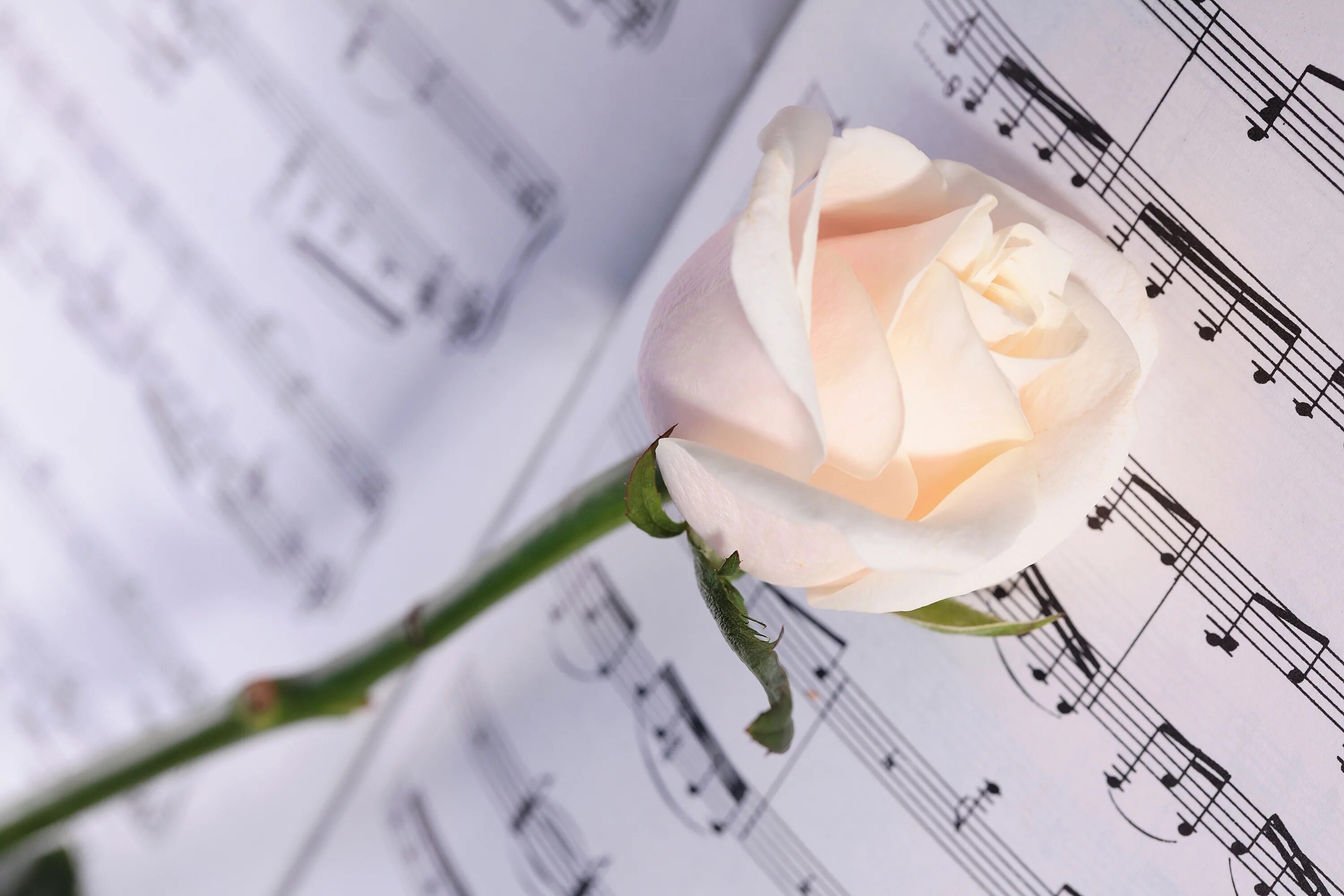 Ноты и цветы. Нежный цветок. Красивый фон с нотами и цветами. Белые розы. Нежные песни без слов