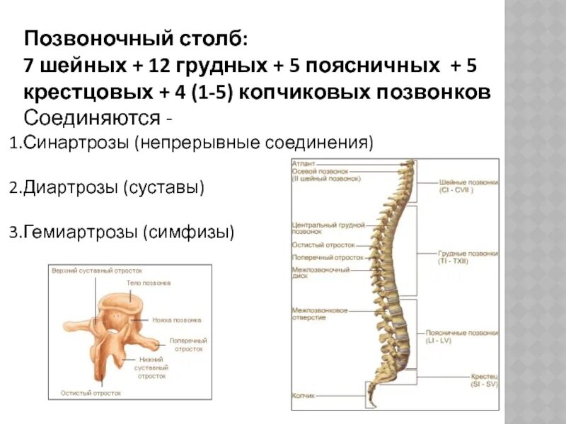 Соединение крестцовых позвонков вид соединения. Позвоночный столб соединения позвонков. соединения позвоночного столба анатомия. позвоночный столб суставы. соединения в позвоночном столбе.
