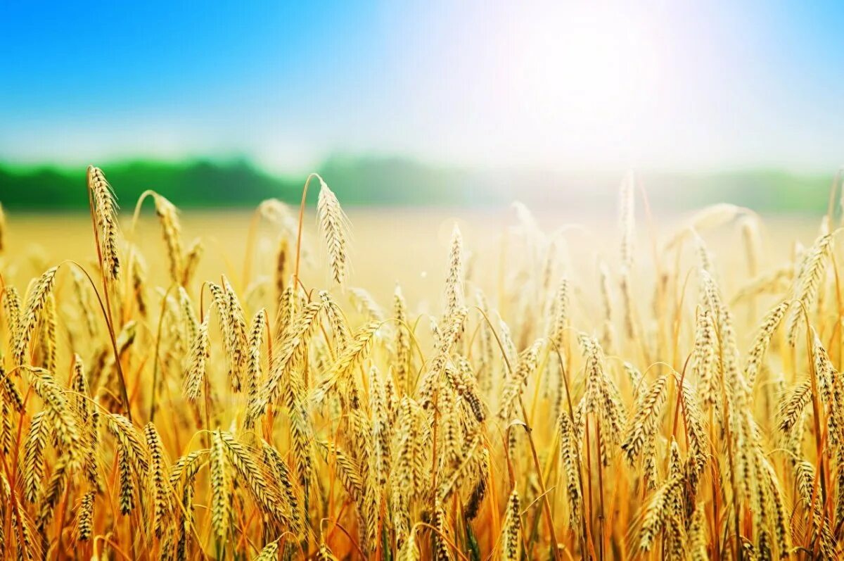 Пшеница букв и звуков. Пшеничное поле. Поле с колосьями. Колосья пшеницы. Поле пшеница сельское хозяйство.