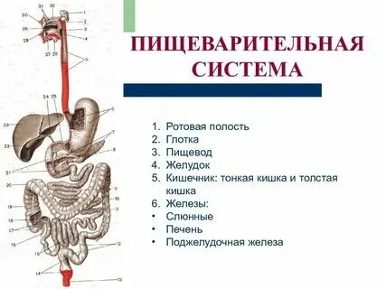 Функции ротовой полости и пищевода