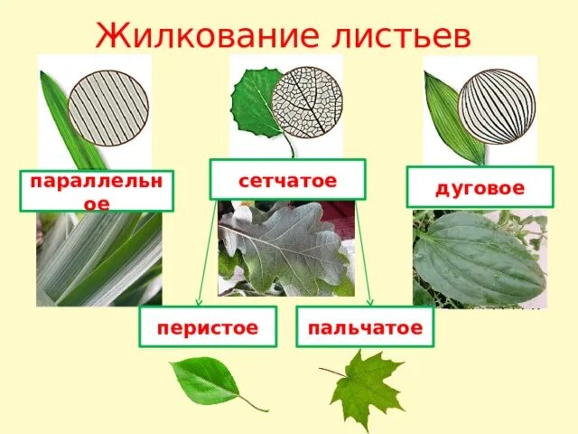 Параллельное дуговое сетчатое. Пальчатое жилкование. Сетчатое и дуговое жилкование листьев. Сетчатое перистое и пальчатое. Пальчатое жилкование листа.