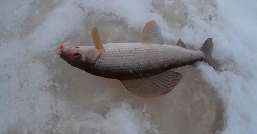 Мормышки для ловли хариуса. Ловля хариуса зимой на мормышку. Подлёдный лов хариуса. Безмотылка для зимней рыбалки на хариуса. Зимние мормышки на хариуса