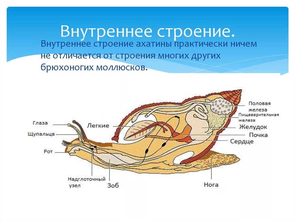 Рис 70 строение брюхоногого моллюска. Внутреннее строение брюхоногих. Строение улитки ахатина. Внутреннее строение брюхоногого моллюска.