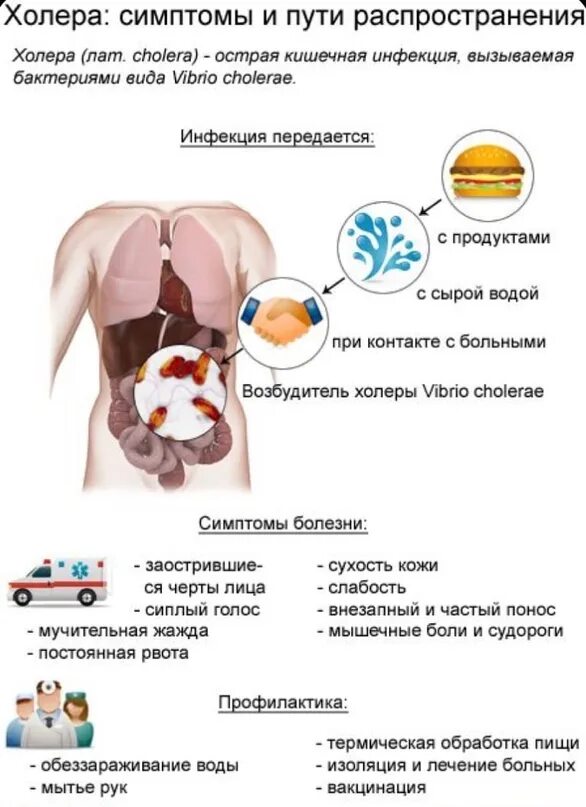 Холера у человека вызывают