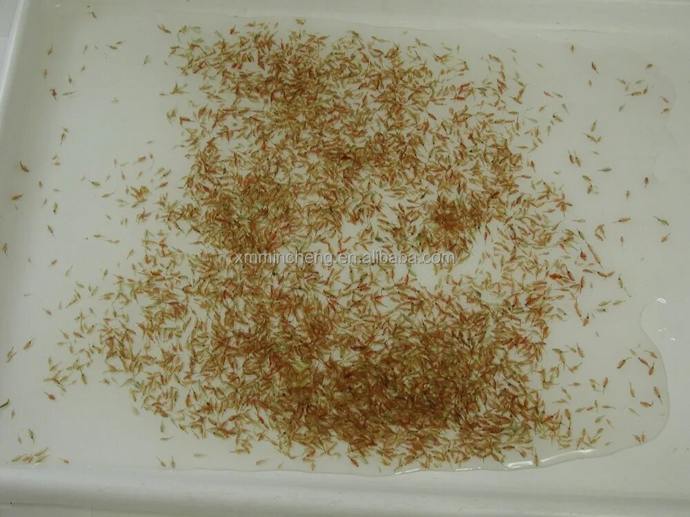 Жизненный цикл рачков артемия. Вылупление артемии. Артемия салина. Вылупившиеся артемии. Артемия науплии.