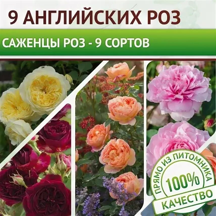 Розы по акции. Розы в пятерочке. Акция саженцы розы. Розы почтой от беккер. Скидка на розы.
