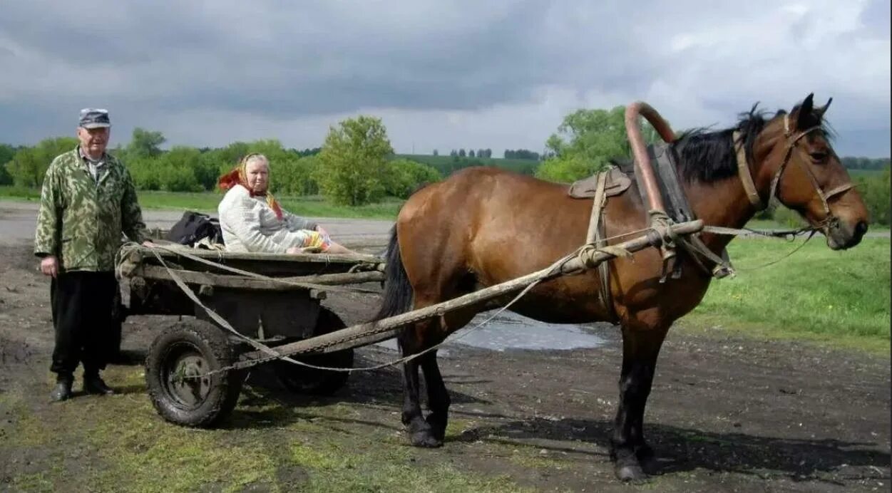 Был давно в телеге. Лошади в селе. Сельская лошадь. Деревенская лошадь с повозкой. Телега в деревне.