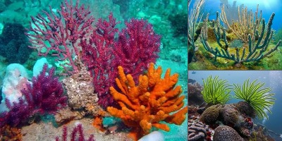 растительный мир атлантического океана